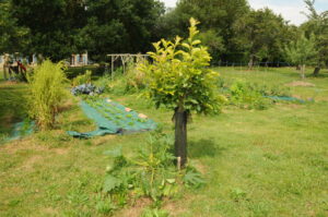 Jardin naturel permaculture dans une ferme en Lomagne