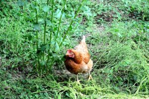 Poulailler dans une ferme familiale en Lomagne