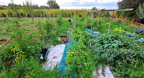 potager familliale légumes bio de saison permaculture jardin